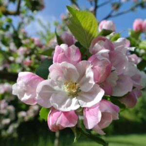 si450 apple blossom xh
