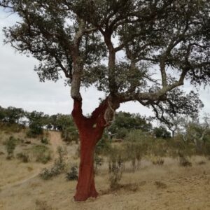 p450 lis cork bark tree ms