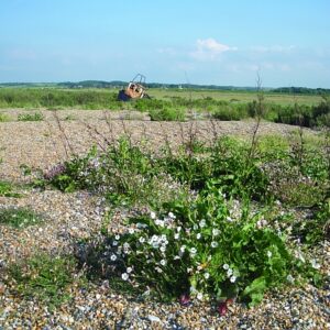 nc450 cley shingle beach white plants