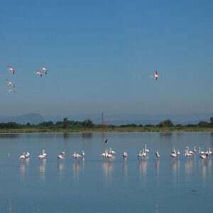 fp450 flamingos lagoon gl