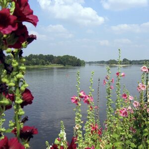 fl450 Loire river hollyhocks wide LVT