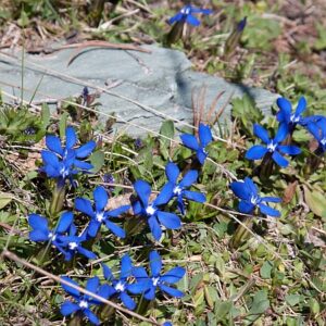 a450 mur edelweiss blue
