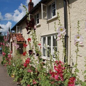 si450 debenham hollyhocks