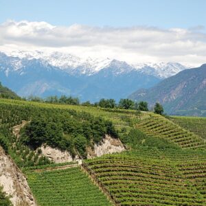 i450 adige vineyard slopes portrait