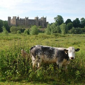 si450 framlingham castle mere cow