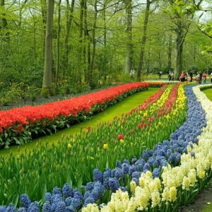 N450 Keukenhof pathways bb