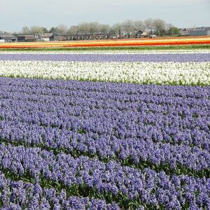 N450 hyacinth fields bb