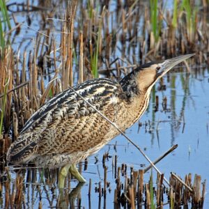 sc MINSMERE BoomingBittern RSPB