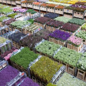 N450 FloraHolland auction lots bb