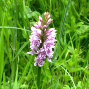 si450 orchid mid suffolk xh
