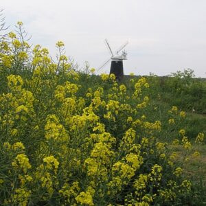 nc450 bircham mill rapeseed portr XH