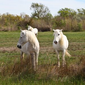 fp450 camargue white horses gl