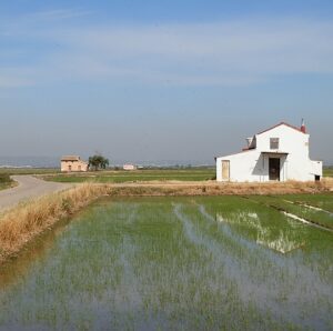 s450 val albufera paddyfields2 Xv