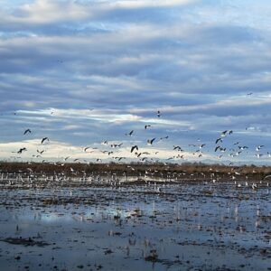 s450 val albufera birds Xv