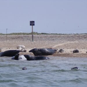 nc450 seals blakeneypoint1 XH