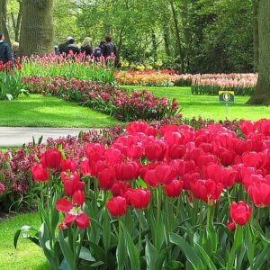 N450 Keukenhof tulips bb