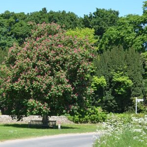 nc450 village trees norfolk2