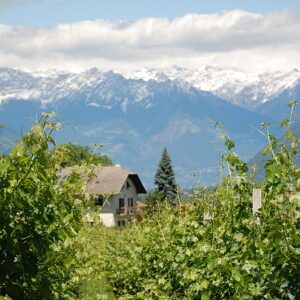 i450 alto adige vineyards portrait