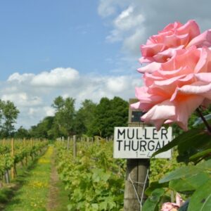 si450 shawsgate vineyard muller XH