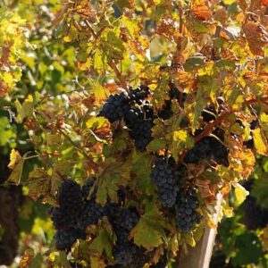 fp450 grapes on vine