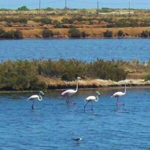 p450 al flamingos wide ms