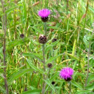 si450 knapweed mellis xh