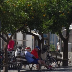 p450 al tavira2border oranges