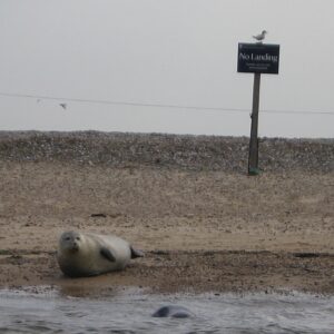 nc450 seals blakeneypoint no landing XH