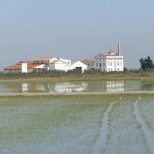 s450 val albufera paddyfields Xv