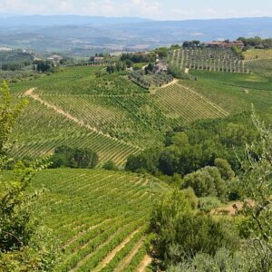 i450 tuscany vineyards