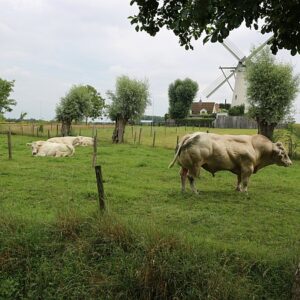 B450 flanders windmills bulls bb