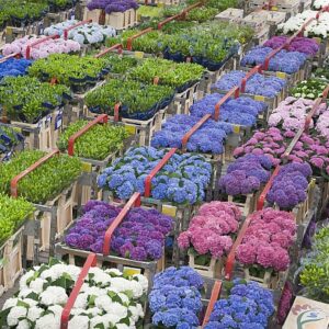 N450 FloraHolland Aalsmeer hydrangeas bb