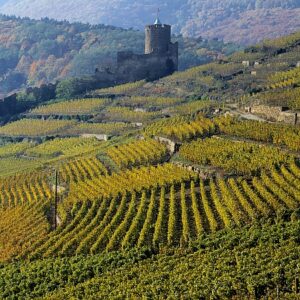 Cycling holidays to the Alsace vineyards