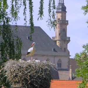 Storks at Molsheim Alsace