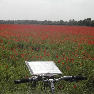 cycle tours in North Norfolk by the poppy fields of England