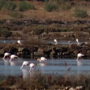Flamingos near Algarve Spain