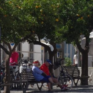 Orange trees Tavira square Algarve cycling holidays